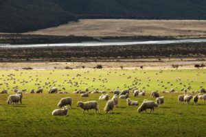 Immigration to Canada New Zealand